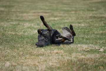 Beautiful German Shepherd dog playing exuberantly on a meadow on a farm in Skaraborg Sweden on a beautiful spring day