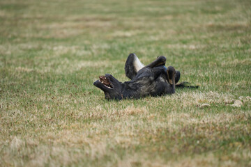 Beautiful German Shepherd dog playing exuberantly on a meadow on a farm in Skaraborg Sweden on a beautiful spring day