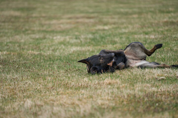 Beautiful German Shepherd dog playing exuberantly on a meadow on a farm in Skaraborg Sweden on a beautiful spring day