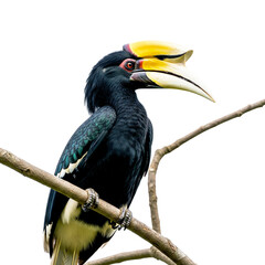 Fototapeta premium Hornbill