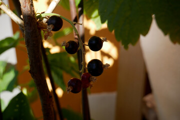 Blackcurrant fruits before harvest, note the plant and green leaves