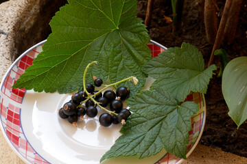 Red and white plate with blackcurrant fruits grown in a pot