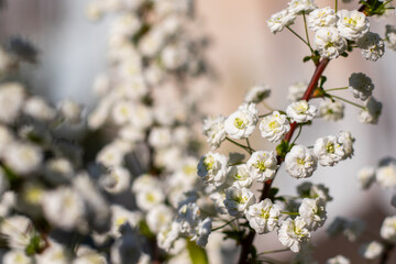 Blooming White Spiraea in Spring