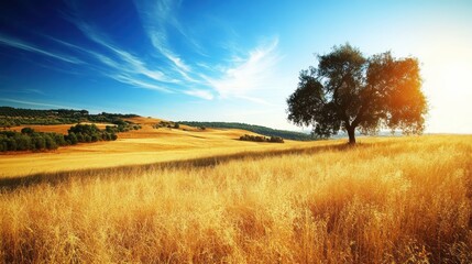 Fototapeta premium Golden field under a vibrant summer sky.
