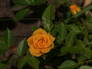A Vibrant Orange Rose Blooming in Sunlight