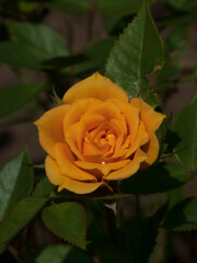 Exquisite Golden Orange Rose in Full Bloom