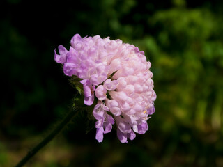 Soft Lavender Scabiosa Blossom Against Dark Background