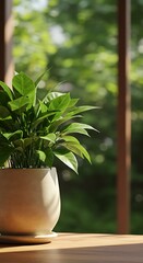 Indoor Potted Plant with Green Leaves on Wooden Table