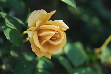 黄色いバラのアップ1