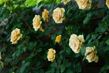 咲きほこる黄色いバラ1