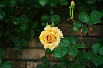 黄色いバラのアップ2