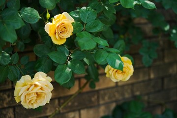 壁づたいに咲く黄色いバラ1