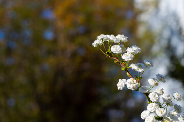 Blooming White Spiraea in Spring