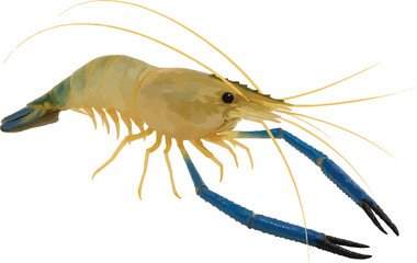 Freshwater Prawn