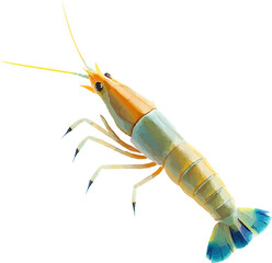 Freshwater Prawn