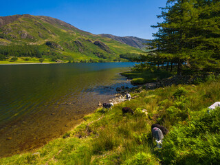 Herdwick sheep grazing by quiet lakeside (Buttermere, Lake District, England, United Kingdom)