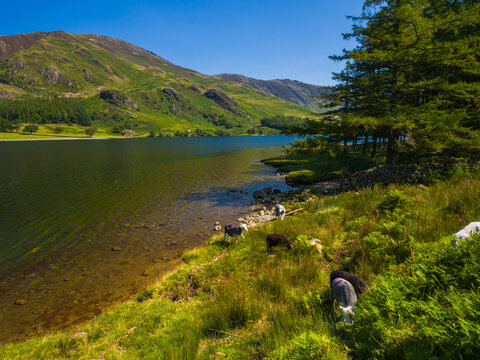 Herdwick sheep grazing by quiet lakeside (Buttermere, Lake District, England, United Kingdom)
