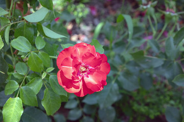 red rose flowers in the garden.