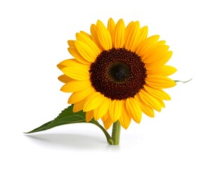 Fototapeta premium Bright sunflower on white