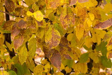 Apples on a decorative apple tree hedge, winter view, close-up, snowy day.