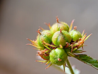 green seeds of waltheria indica close up