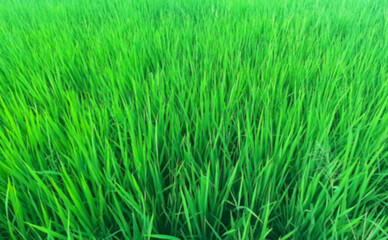 Blurred background of vibrant Green Rice Field A Close-up View