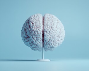 A white brain model is displayed on a stand