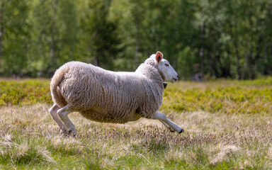 Sheep and lamb on an old mountain farm high in the mountains.