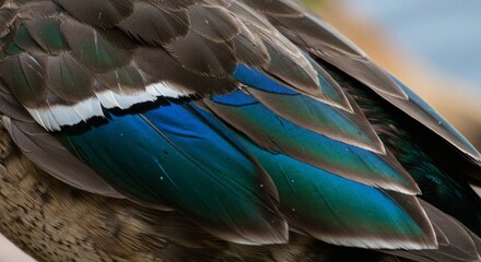 Fototapeta premium Colorful Bird Plumage Closeup with Vibrant Teal and Brown Feathers