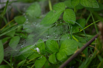 A flat sheet of spider web covered in morning dew, stretched across lush green leaves. An abstract and wet nature background