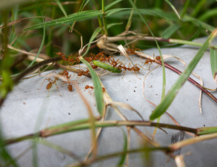 A group of fire ants working together to attack and carry a green caterpillar. Macro photo of...