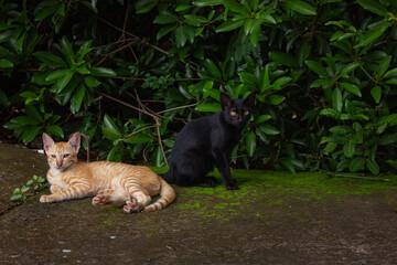 A ginger cat lies relaxed next to a black cat sitting on a green mossy surface. An image of animal friendship and companionship