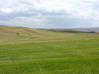 green field and blue sky