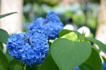 【京都】三千院に咲く紫陽花