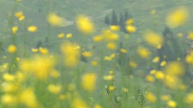 Ranuncolo comune Ranunculus acris
