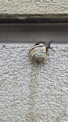 ślimak w skorupie wspina się po ścianie © Miroslaw