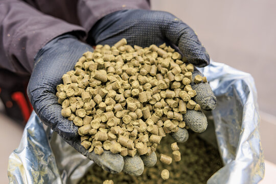 Gloved hands holding green hops pellets for brewing and craft beer production