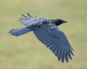 Fototapeta premium Black Crow in Flight