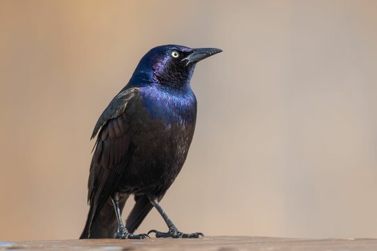 Close-up of a common grackle bird. - Powered by Adobe