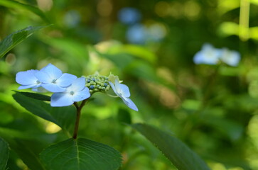 【京都】三千院に咲く紫陽花