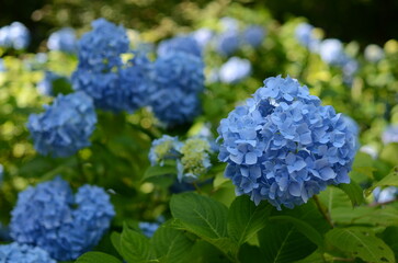 【京都】三千院に咲く紫陽花