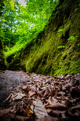 北海道　支笏湖　苔の回廊