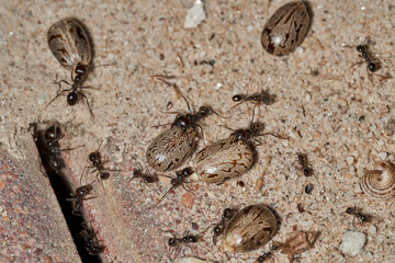 hormigas granívoras con semillas 