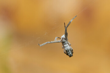 araña tejedora en su tela 