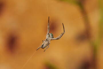 araña tejedora en su tela 