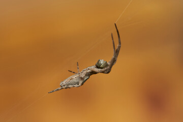 araña tejedora en su tela 