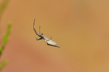 araña tejedora en su tela 