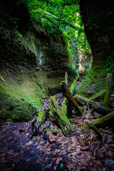 北海道　支笏湖　苔の回廊