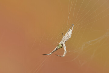 araña tejedora en su tela 