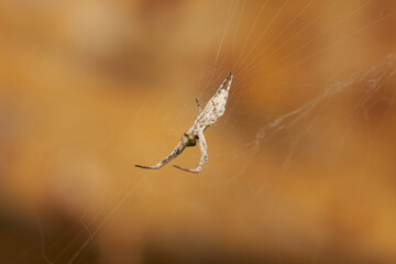 araña tejedora en su tela 